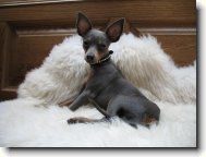 Ferdinand Ranní svit, CHS Amareus