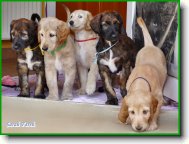 Afgánský chrt štěňátka z vrhu A - Sarah Fareh: zleva Anife, Austin, Athena, Aramis a Angelina