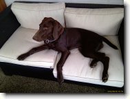 Německý krátkosrstý ohař