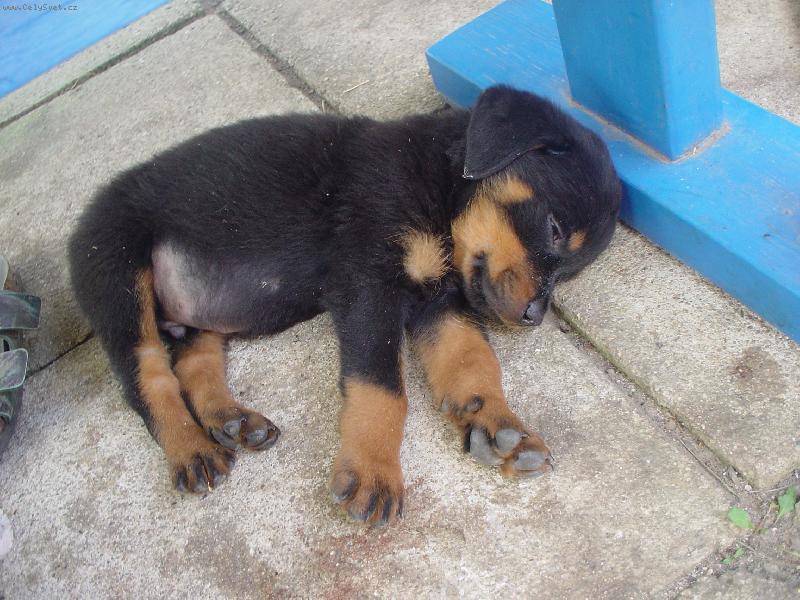 Foto: Ještě prďous-Po skotačení - odpočinek