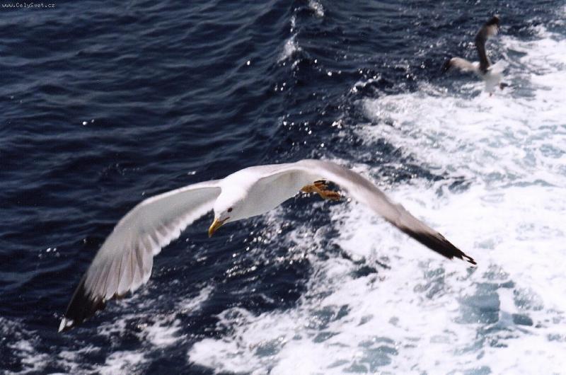 Foto: Racek-Umět tak lítat