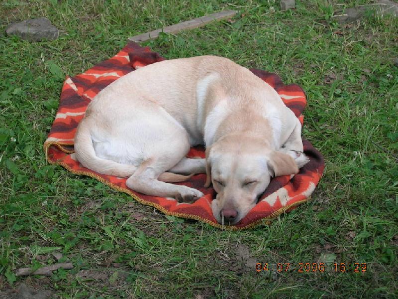 Foto: Sladké sny-Unavená Aimi, po týdnu štěkání a chtíče po házení klacků konečně v klidu.
