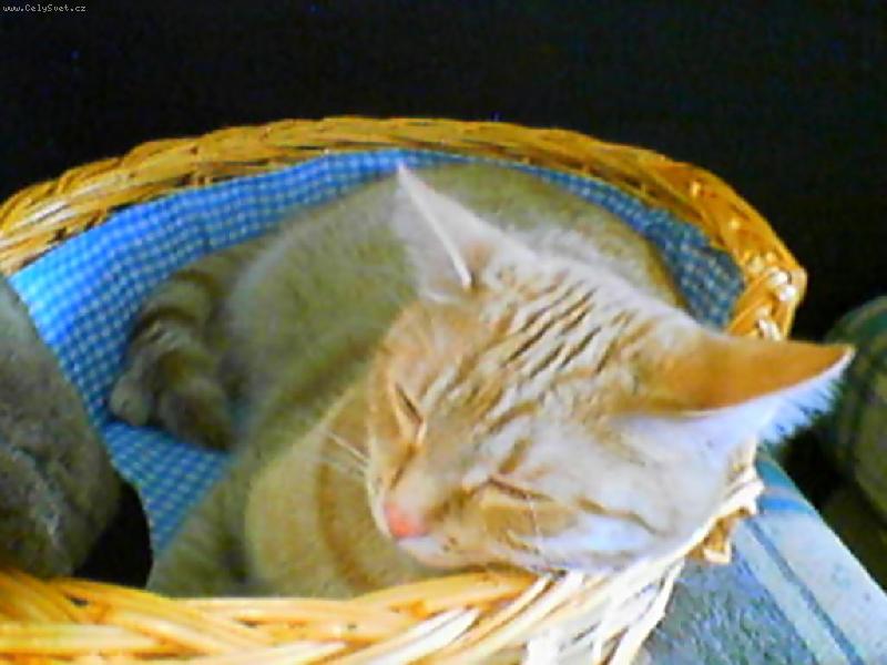 Foto: DZINA- Spím...