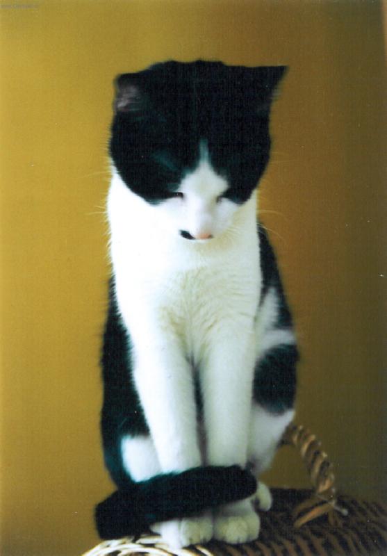 Foto: Laterna-Laterna kterak byla roztomilá ...