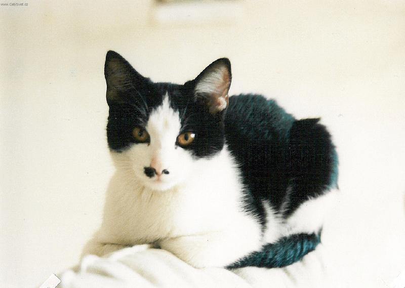 Foto: Laterna-Laterna kterak odpočívala ...