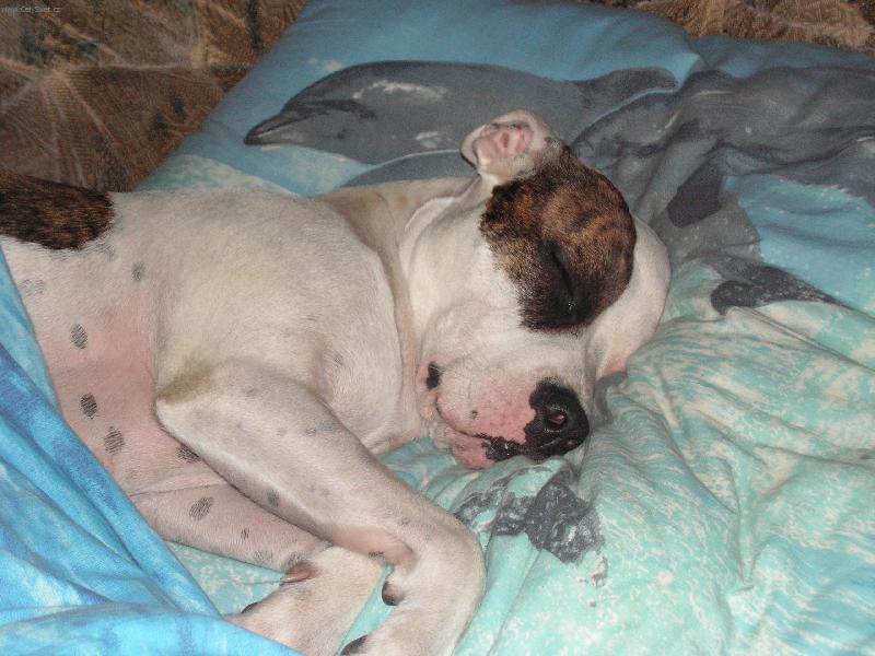 Foto: Dobrou noc-tááák a panička ať si lehne ke mně do pelíšku...