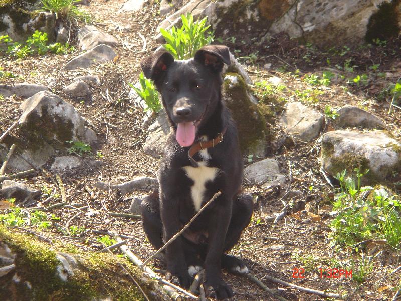 Foto: Tak co na mě říkáte ?-Ahoj, jmenuji se Charlie a 20.11. mi bude rok. Vše za mě řekne fotka