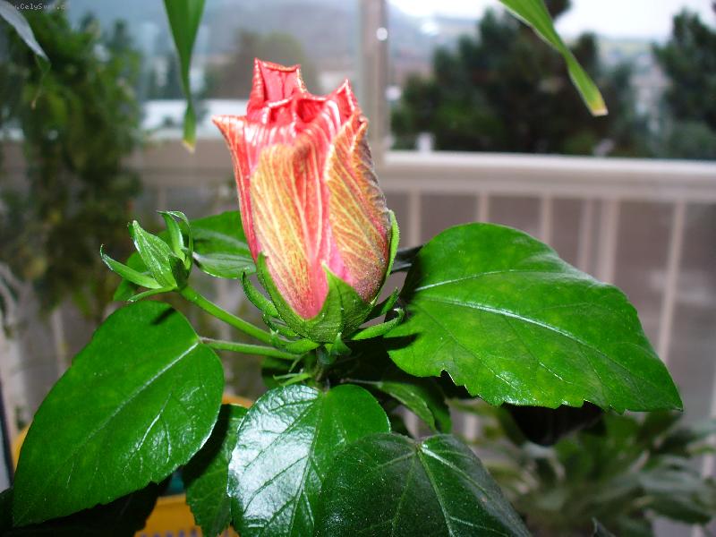 Foto: Čínská růže