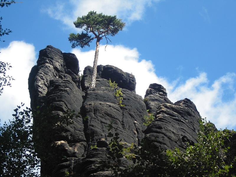 Foto: borovička-Strom na skále