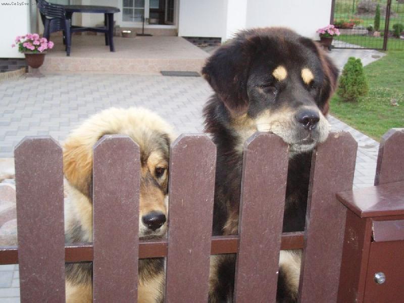 Foto: Holky hlídačky