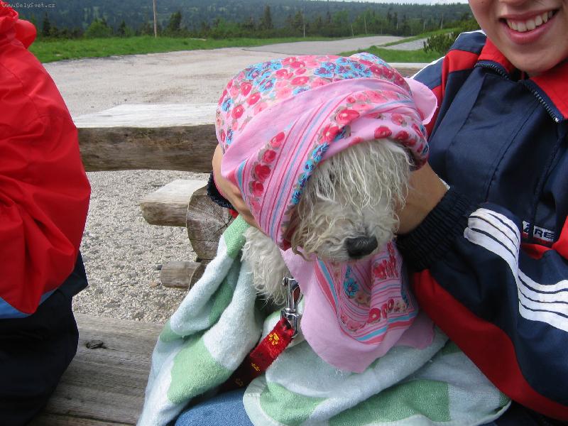 Foto: psí babička