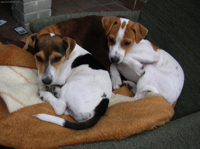 Foto: Bráchové-Milo&Max