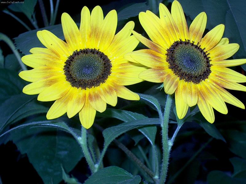 Foto: Dvojité sluníčko..-moje nejmilejší