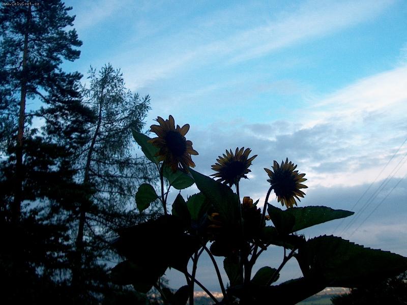 Foto: Večerní slunečnice-líbí???