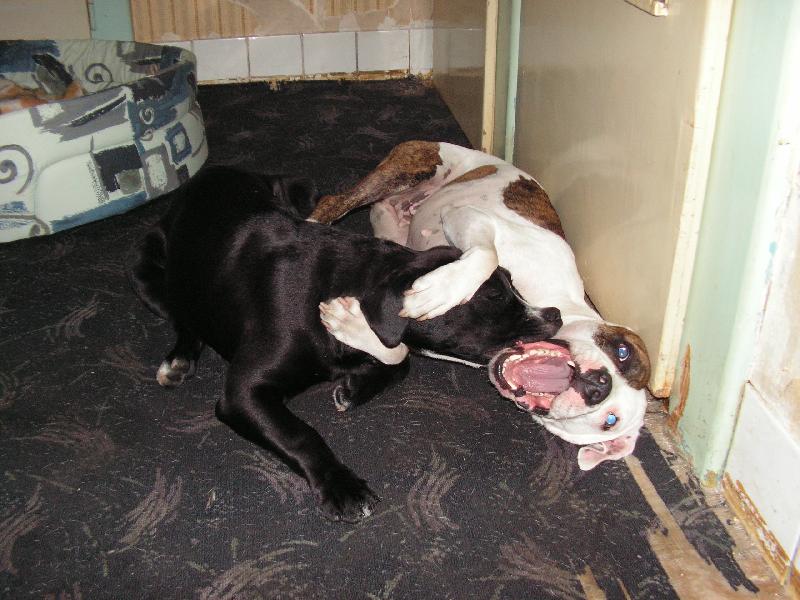 Foto: Sunny a Max-můj novej kámo mě chce snad zakousnout nebo co...budeme mu muset ukázat kdo je tady éfem...