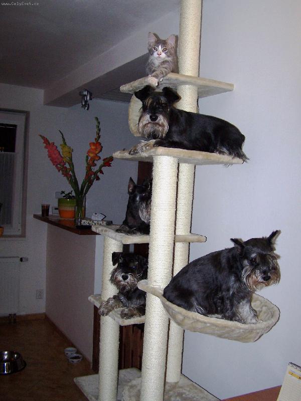 Foto: Kočkopsí strom