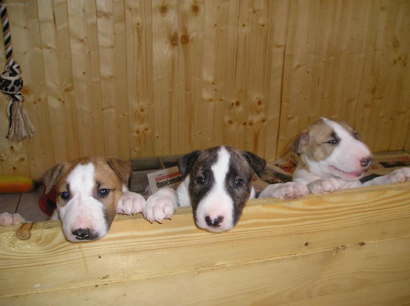 Foto: Bullterriéøí kluci