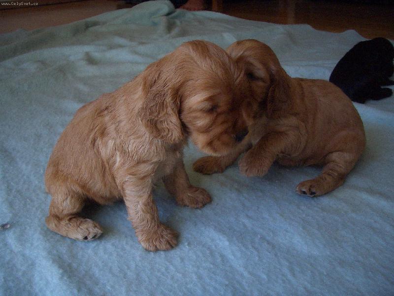 Foto: Fathi-Jestlipak se najde nějaký hodný páníček který i mě vezme....Neboj ségra, najde!