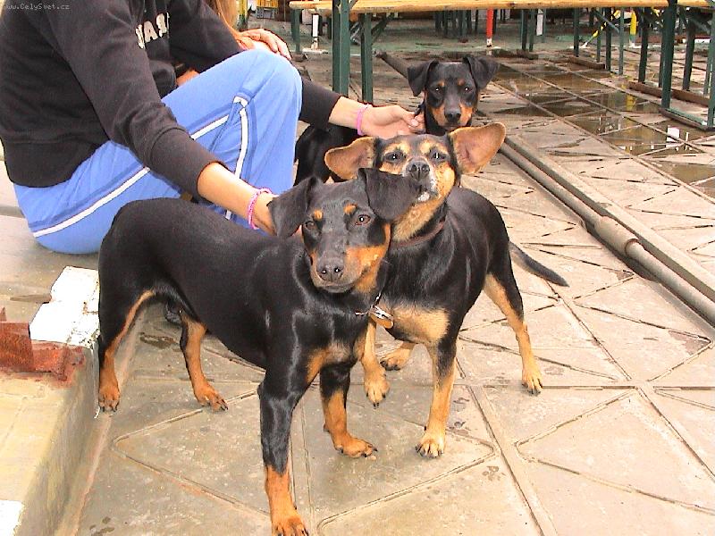 Foto: astný psík...-pejsek Max s jednou ze svých sester MAGGIE a matkou DAFNÉ