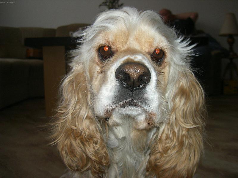 Foto: Alf-už jsem vyhrál:-) ?