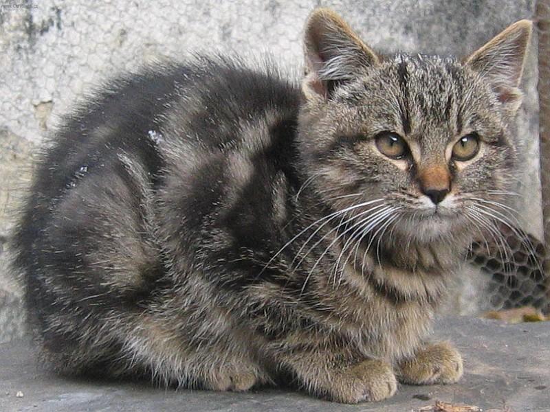 Foto: Kocourek-Babiččin kocourek