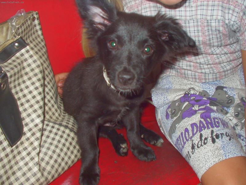 Foto: Můj miláček Benýýýšek-Je sice křížený ale chytre a rychle a hravej a slušneeej!!!