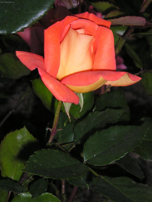 Foto: večerní růže-foto skalkové růže před západem slunce