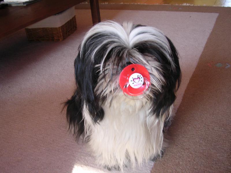 Foto: Moje shi-tzu-Cumlám cumlám dudílek