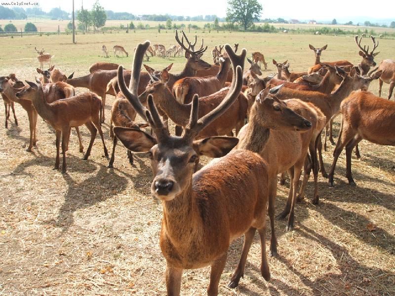 Foto: jeleni-neskutečná krása jelenů