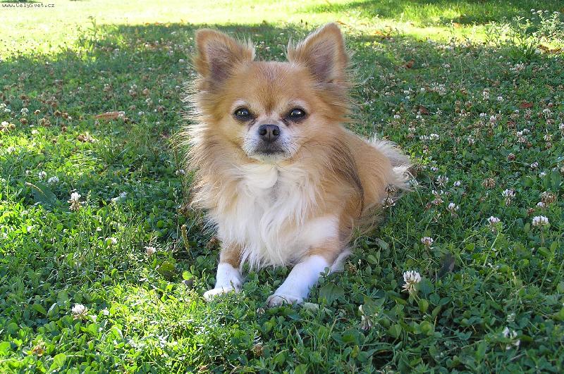 Foto: Yukki model-Yukki si užívá slunečního dne na zahradě