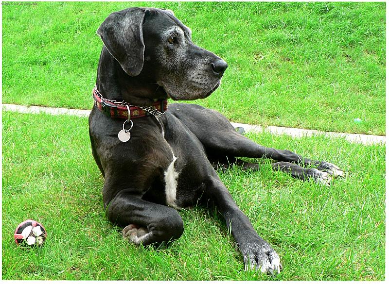 Foto: Megan-6 let starý člen naší rodiny