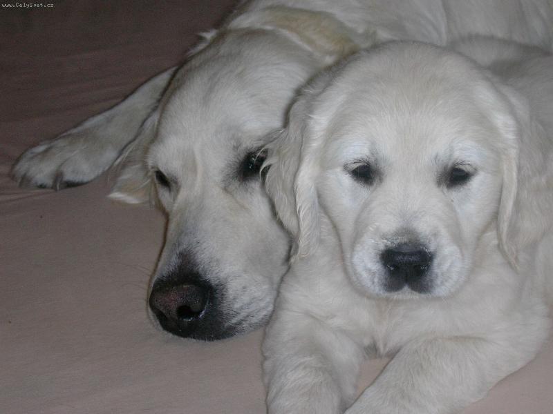 Foto: štěnátko-Štěňátko se svojí maminkou..:D