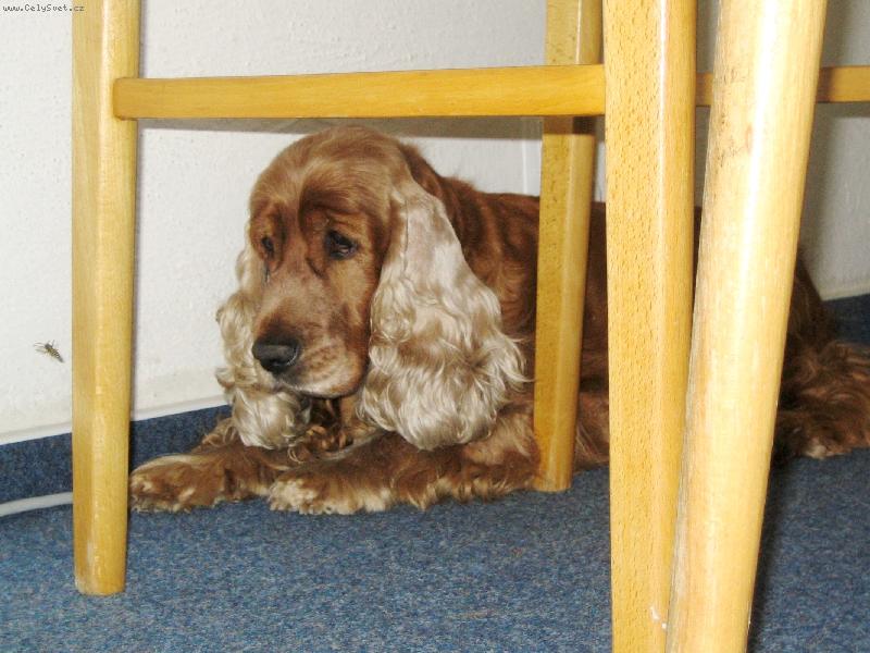 Foto: schovávaná před vosím vetřelcem