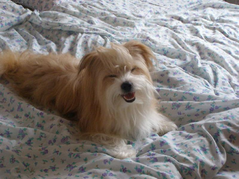 Foto: čínský pes!!!!!:)