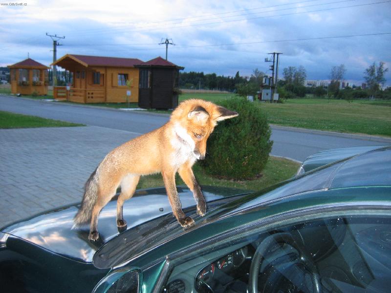 Foto: Liška-firemní liška