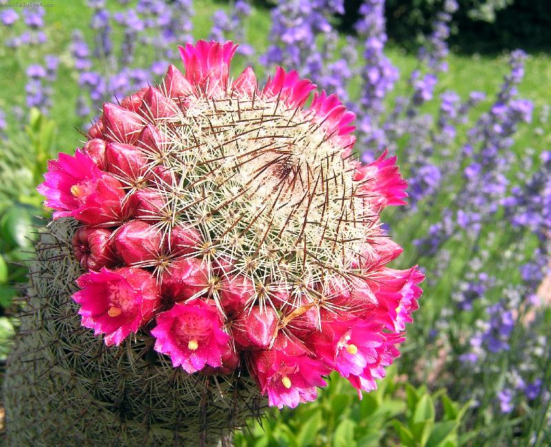 Foto: Rozkvetlý kaktus