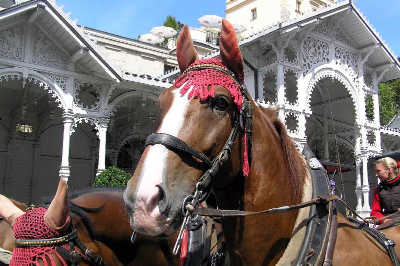 Foto: Karlovarští koně-Karlovy Vary
