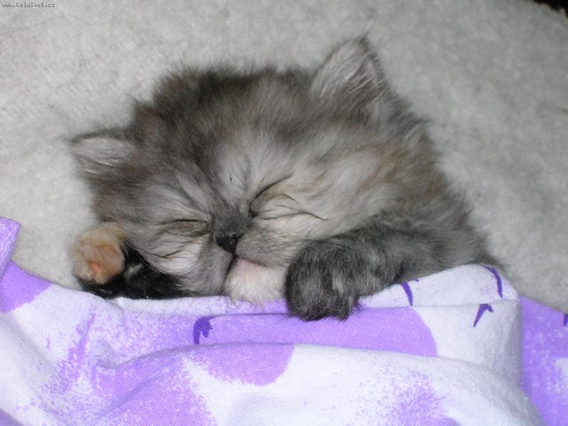 Foto: Nikinka-Sladké sny