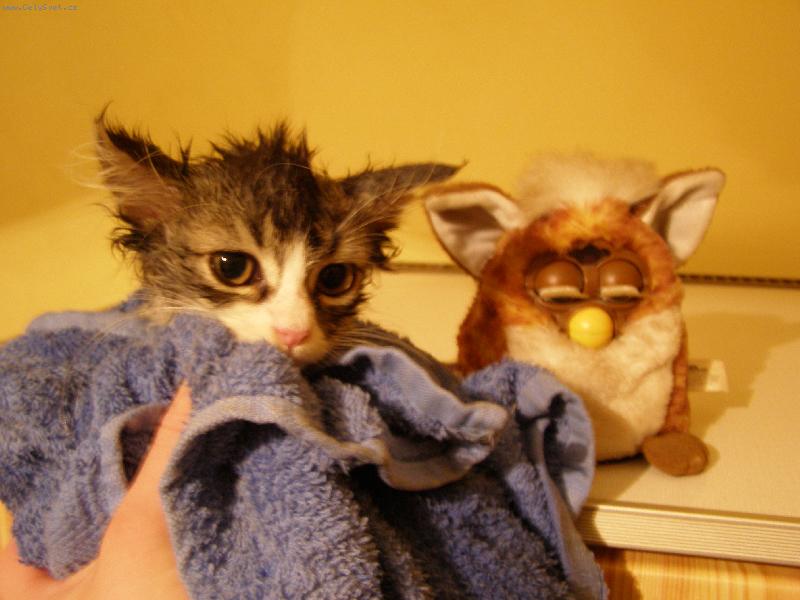 Foto: Číma a Jefík po koupání