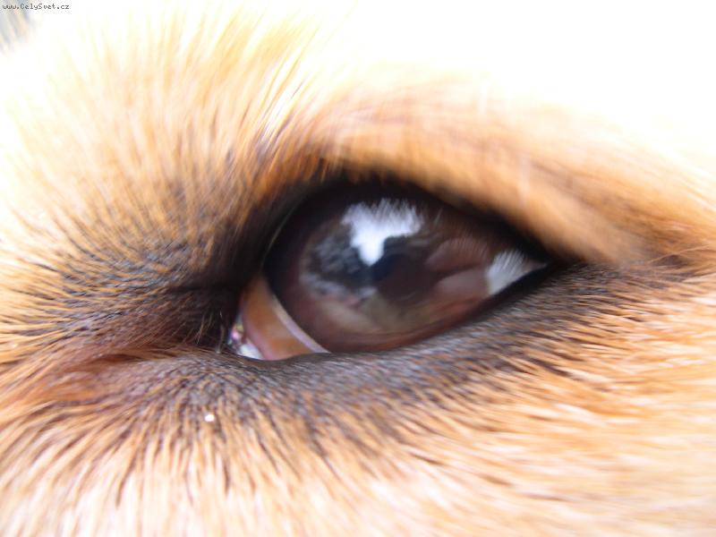 Foto: Oko-Oko zlatého  retrívra