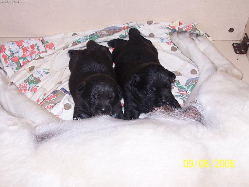 Foto: Krmení dravé zvěře