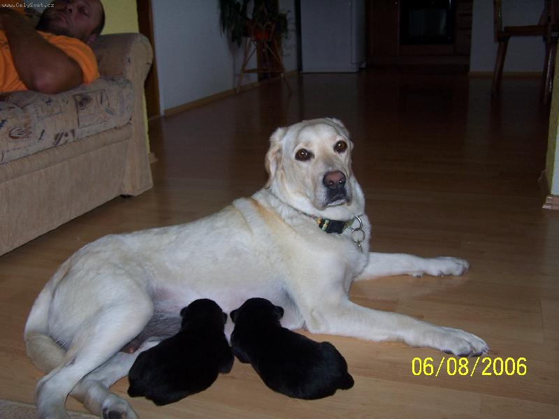 Foto: Veronka a její potěr