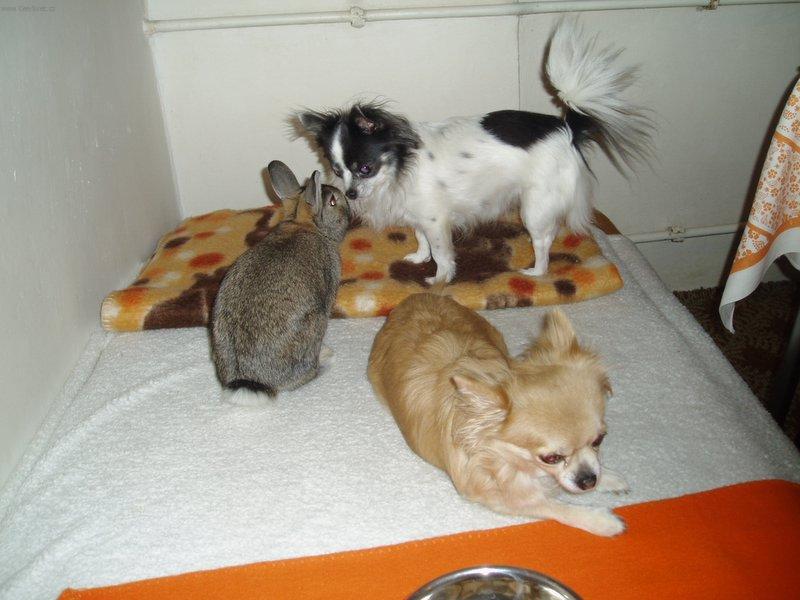 Foto: Mezidruhová komunikace-Copak si asi šuškají...?