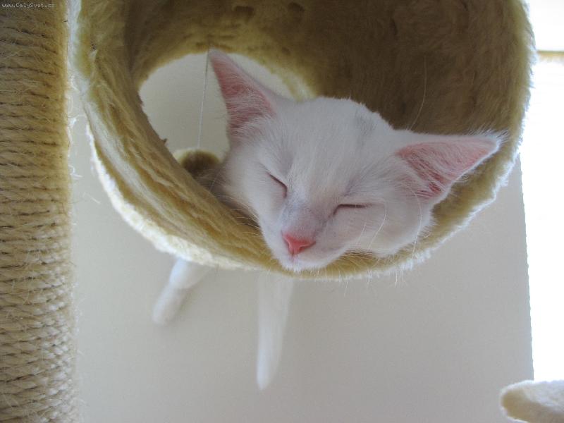 Foto: Spinkající andílek-Tohle je moje menší mňoukající stvořeníčko zrovna když spinká :o)