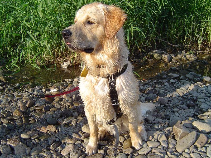 Foto: portrét-roční pes MAX