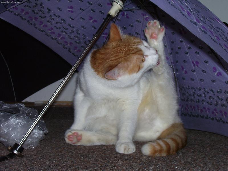 Foto: schovka-To je dokonalé místo na umývání...co kdyby v našem bytě začalo pršet?