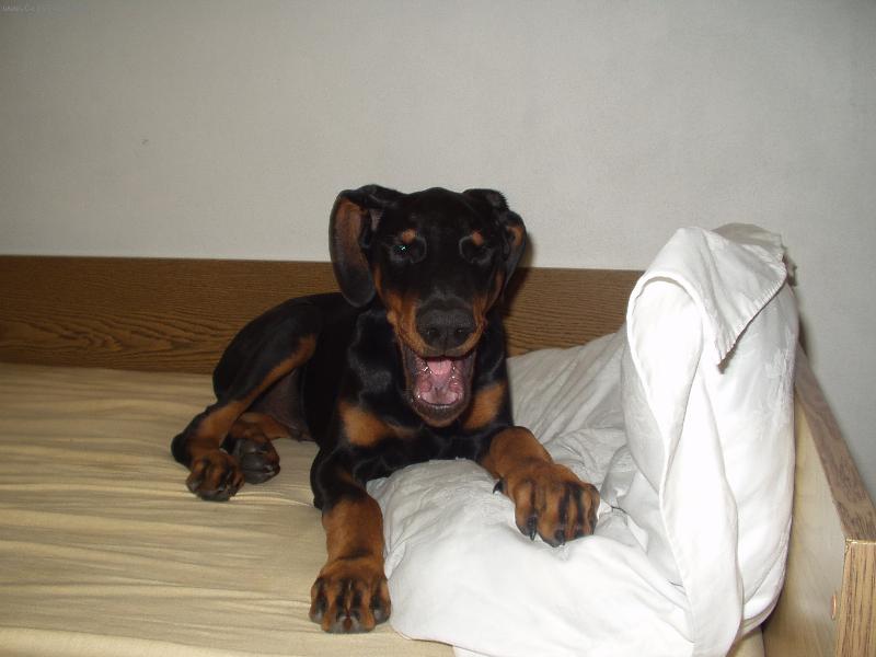 Foto: Vysmátý Maxík