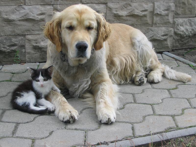 Foto: Psí máma-náhodně pořízená fotečka dvou přátel