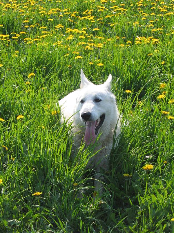 Foto: leháro v pampeliškách