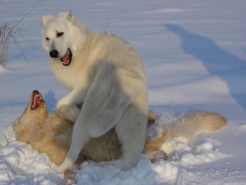 Foto: sněhové hrátky